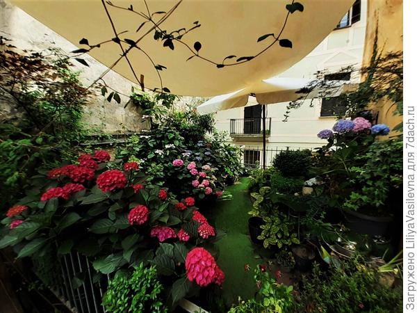 мои гортензии под навесами , от солнца. июнь 2020.