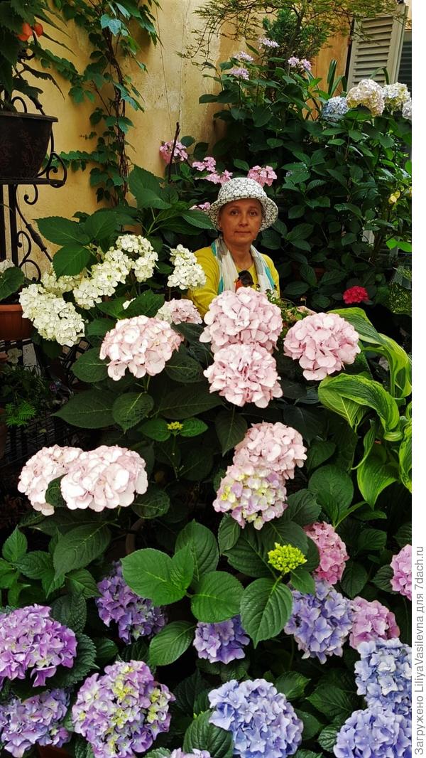 июль 2020 , моя терраса