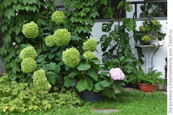 вот моя древовидная --первое цвкткние-- была куплена предыдцщей осенью-- три маленьких веточки имела.