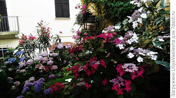 мои гортензии 2019 г.