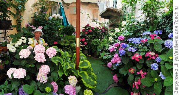 мои гортензии , 2020 г.