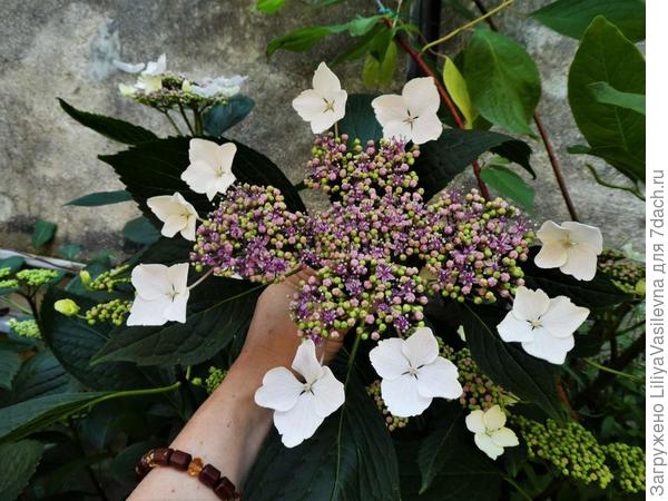 тоже из супер-выносливых