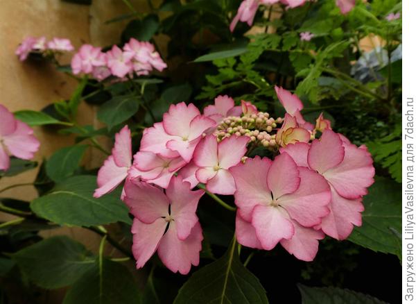 прелестна , но слишком ранима