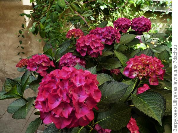 ветеран мой ,в прошлогоднюю засуху сильно пострадала, но не плохо восстановилась н