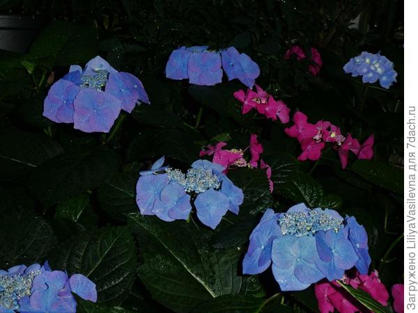 любимая Птичка