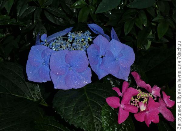 голубая--любимая самая, и выносливая