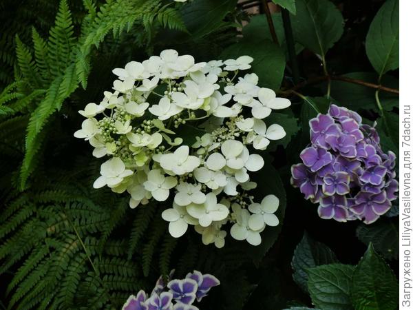 очень крупное соцветие !