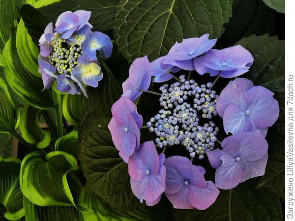 самая стойкая