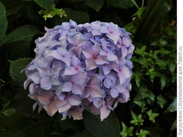 таких было два гигантских куста и парочка &amp;quot;деток&amp;quot; -- всего три цветка получила в этом году , но есть надежда на будущее