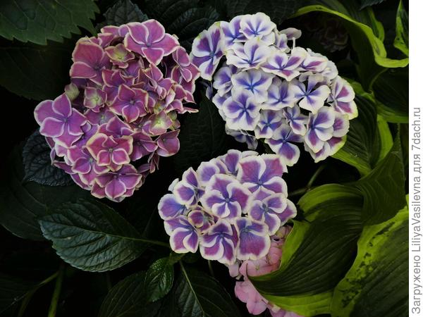 все три -на одном кусте