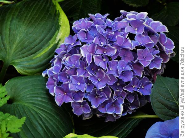 за эту три года уж борюсь , с самого начала купила больную