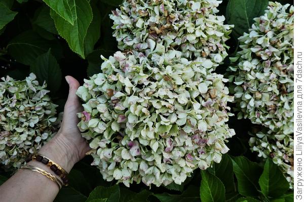 шапки у него огромные.