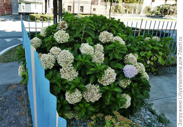 зимой был хорошо  обрезан