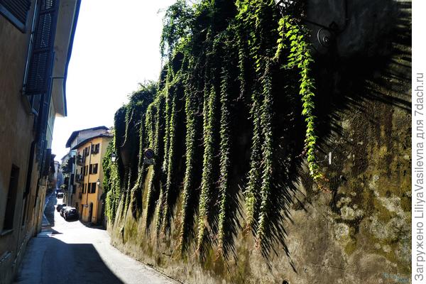 наша улочка ,10ч. утра, начало сентября