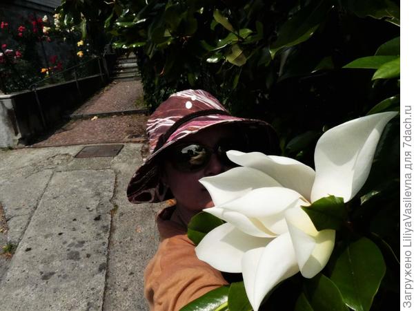 Magnolia grandiflora