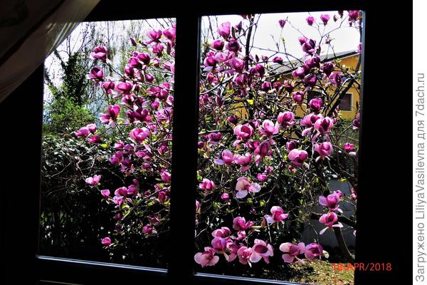 здесь только половина дерева видна