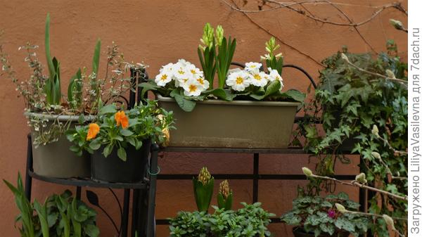 начало марта 2021  на террасе