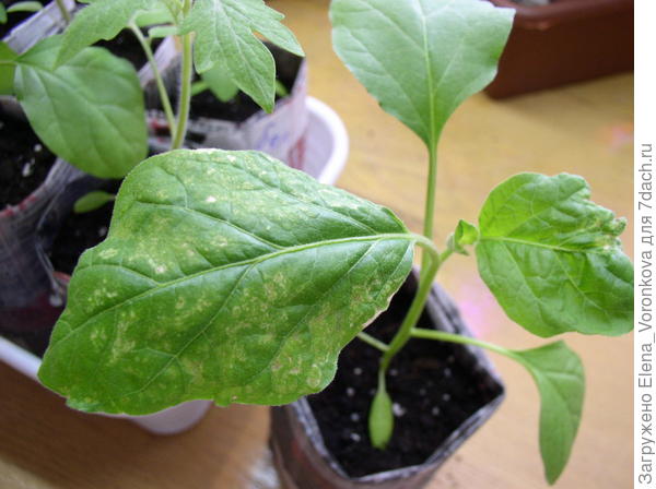 Поврежденные листья баклажан