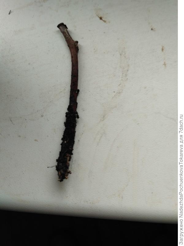 Через пару недель решила проверить корешки, и вот что я обнаружила.