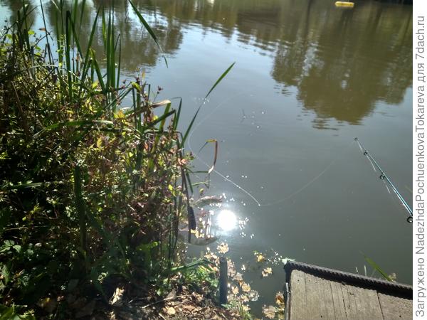 Солнце плещется в воде. Тихо ножками-лучами Трогает песок на дне, Не смущая рыб молчанье... из стихотворения Фокиной С.В.