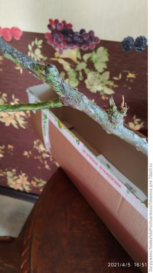 В коробке нет сломанных череночков, положили такую.