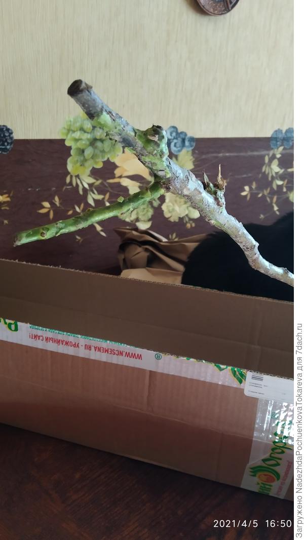 Два места прививки и нет ни одного черенка. Веточка в зеленом парафине от подвоя.