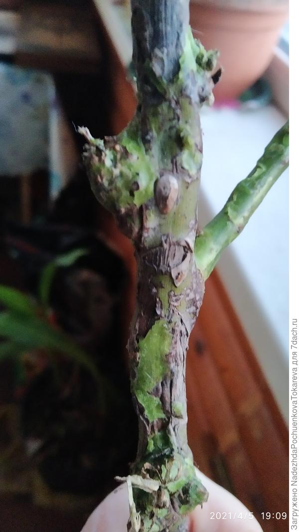 Два места прививки - выше и ниже веточки в зеленом парафине.