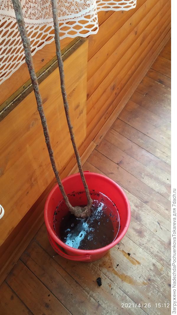 Фокус Покус