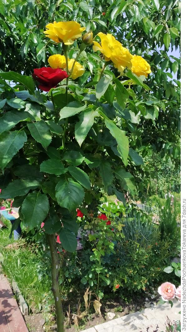 Штамбовая роза Дуэт Солнечное танго