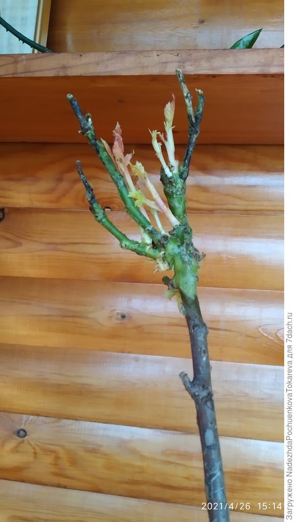 Штамбовая роза Файер Флеш.