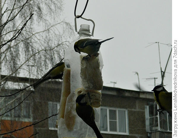 Синички на кормушке