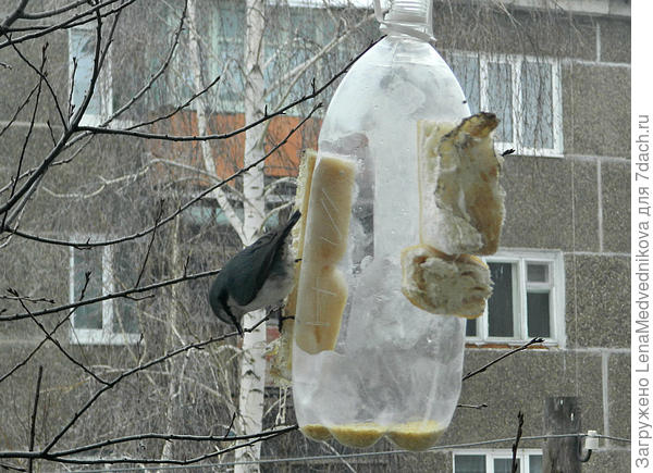 Поползень