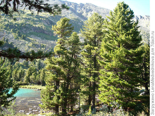 Кедры в Горном Алтае
Фото автора