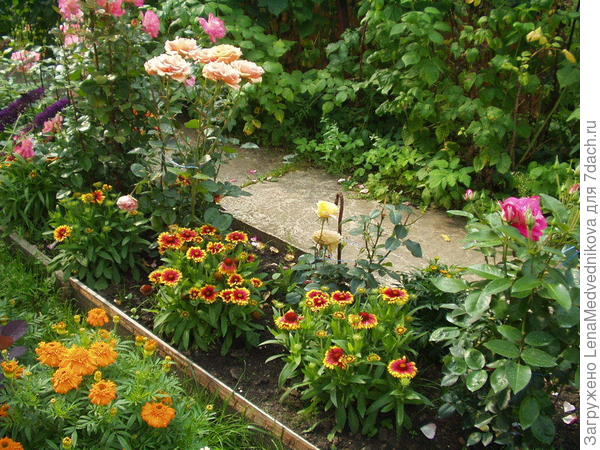 Гайрардия рядом с розами. Фото с сайта http://www.liveinternet.ru/