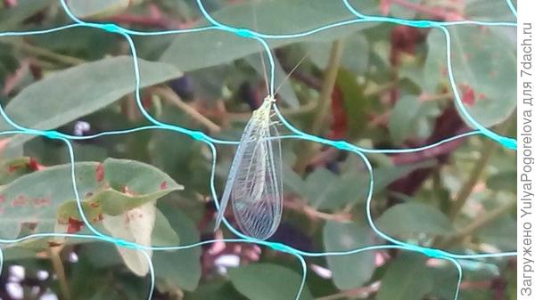 златоглазка?