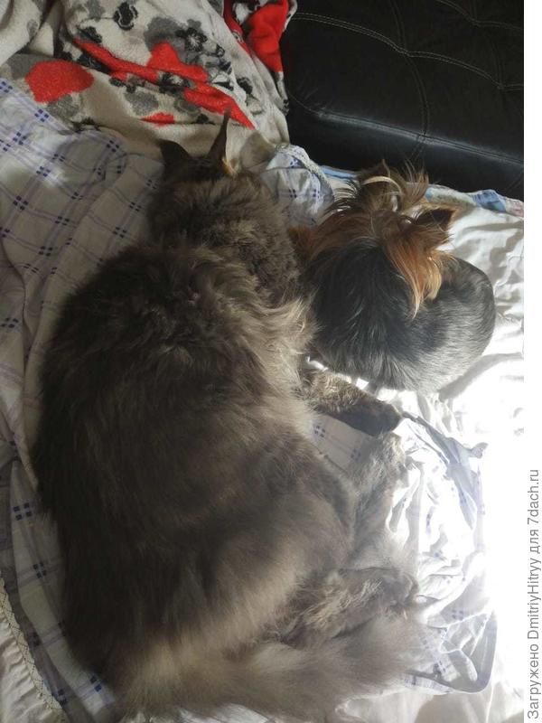 Кошка с собакой могут жить вместе) и даже спать вместе)