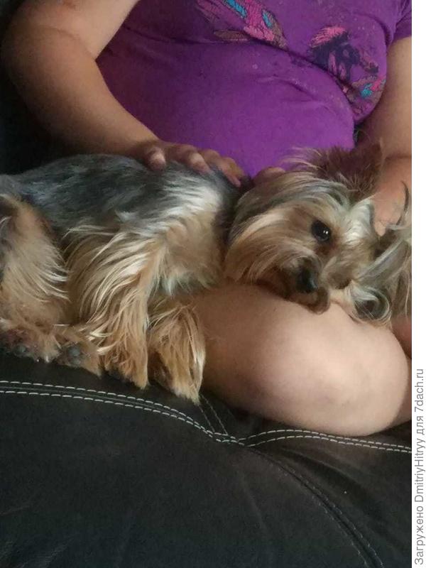 Наша йоркша-боня)