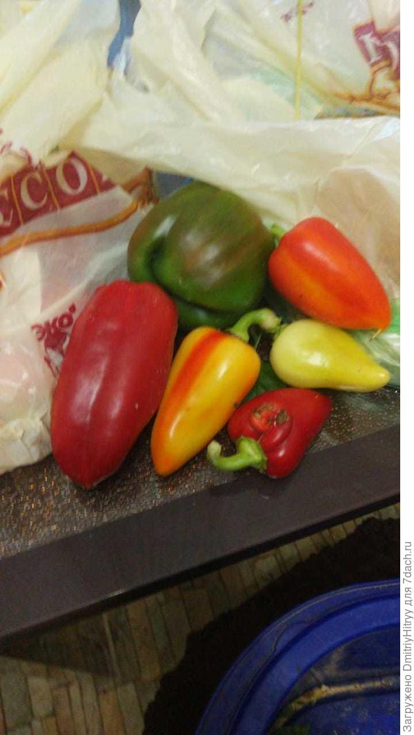 Перец из теплиц