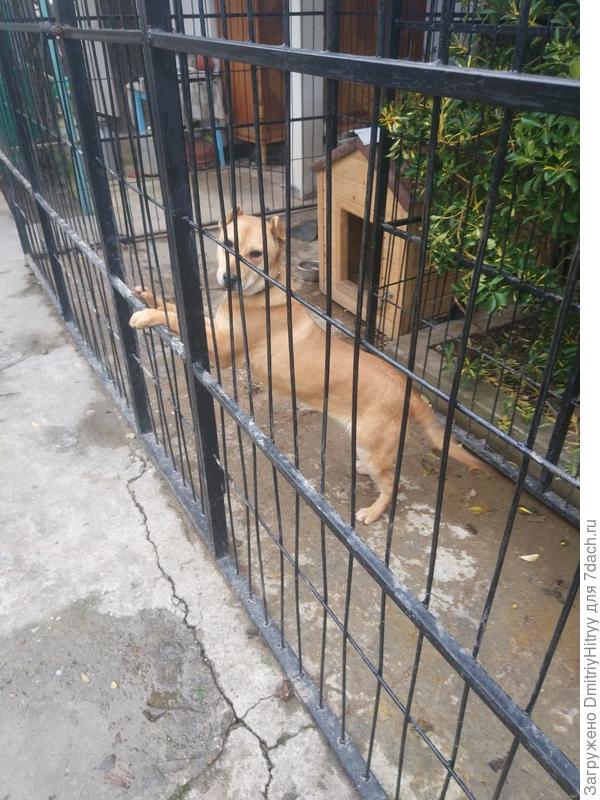 Ну и наш сторож-Джессика)