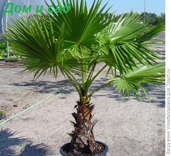 а это вашингтония.