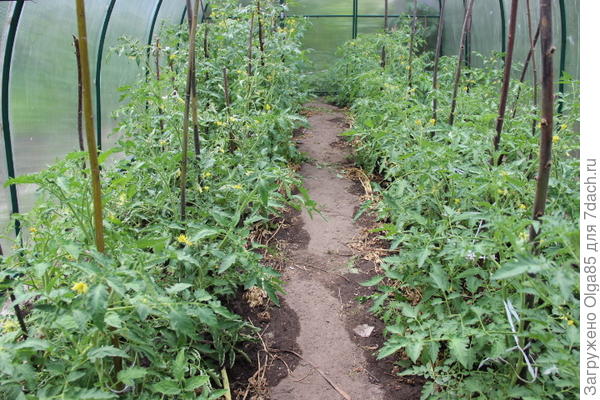 томаты в теплице