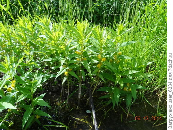 Но лишь крупных, в природном стиле. ибо агрессивен и растет сплоченными массивами.