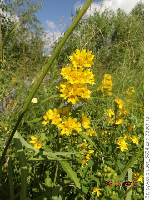 Вербейник обыкновенный, Lysimachia vulgaris, встречается на любом сыром лугу