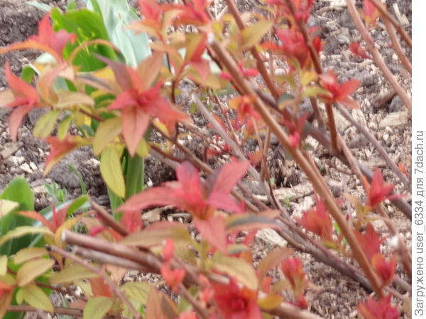 Красив как в весенней листве