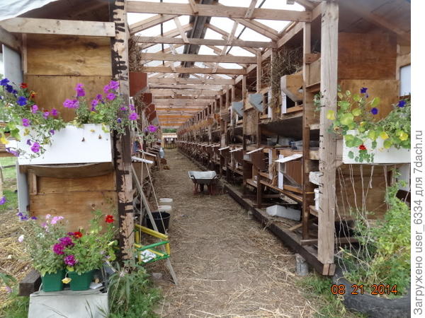 Крольчатник на участке нашей дочери. На палаты каменные не заработаешь, но на жизнь и чуть-чуть на развитие хватает.