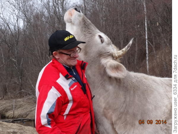 Нежности уже не телячьи.