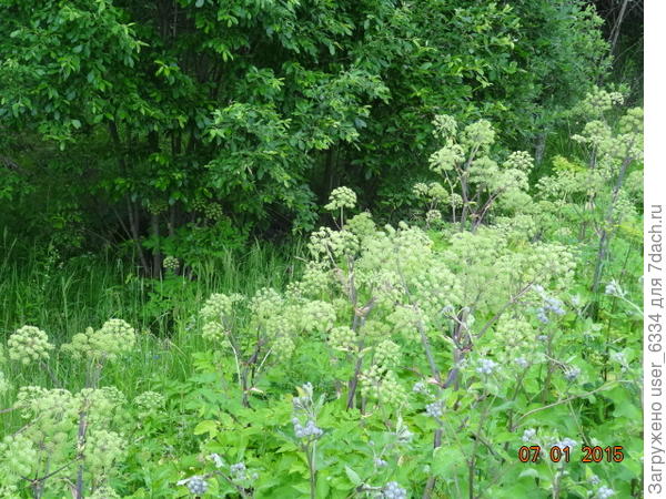 Стебли красноватые, и он намного мощней других зонтичных. если исключить печально известный борщевик Сосновского.