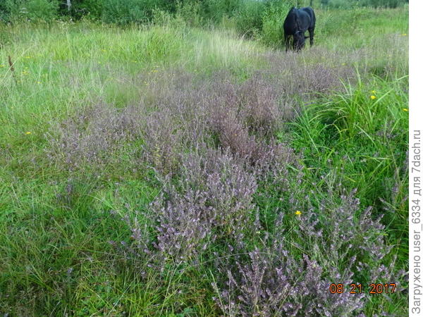 на нашем выгоне