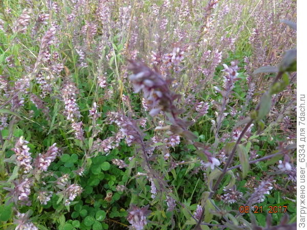 Зубчатка обыкновенная