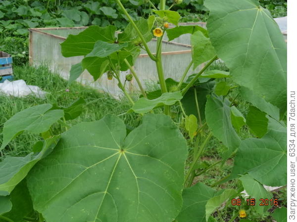 сорняк кукурузы и хлопчатника, в Южной Азии - техническая культура( волокно и смазочное масло) Наверно попал вместе с семенами кормовых трав  - их норовят выращивать на юге - лучше вызревают.